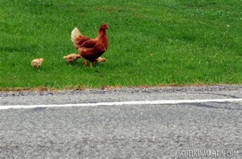Descubre el Juego de Apuestas más Adictivo de la Ruta del Pollo en España, chicken road casino
